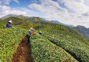 #CHINA-ZHEJIANG-TEA HARVEST (CN)