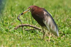 SINGAPORE-ENVIRONMENT-HERON