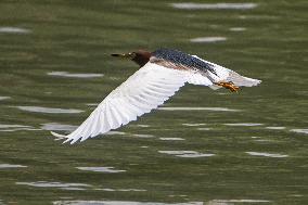 SINGAPORE-ENVIRONMENT-HERON