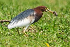 SINGAPORE-ENVIRONMENT-HERON