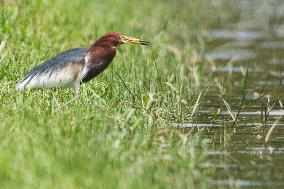 SINGAPORE-ENVIRONMENT-HERON