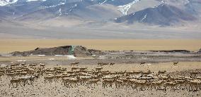 CHINA-TIBET-GERZE-TIBETAN ANTELOPES (CN)