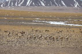 CHINA-TIBET-GERZE-TIBETAN ANTELOPES (CN)