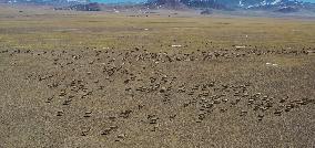 CHINA-TIBET-GERZE-TIBETAN ANTELOPES (CN)