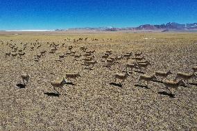 CHINA-TIBET-GERZE-TIBETAN ANTELOPES (CN)