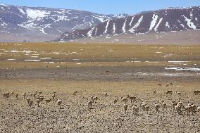 CHINA-TIBET-GERZE-TIBETAN ANTELOPES (CN)