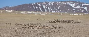 CHINA-TIBET-GERZE-TIBETAN ANTELOPES (CN)