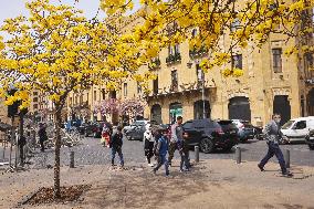 LEBANON-BEIRUT-SPRING-FLOWERS