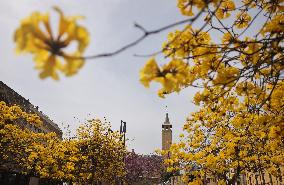 LEBANON-BEIRUT-SPRING-FLOWERS