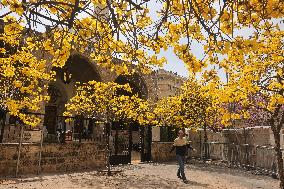 LEBANON-BEIRUT-SPRING-FLOWERS