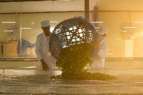 LAOS-CHAMPASAK-CHINESE TEA-PLANTING