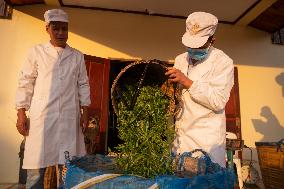 LAOS-CHAMPASAK-CHINESE TEA-PLANTING