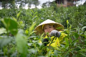 LAOS-CHAMPASAK-CHINESE TEA-PLANTING