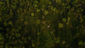 LAOS-CHAMPASAK-CHINESE TEA-PLANTING