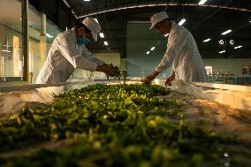 LAOS-CHAMPASAK-CHINESE TEA-PLANTING