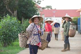 LAOS-CHAMPASAK-CHINESE TEA-PLANTING