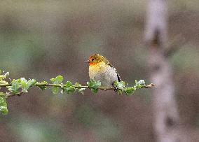 CHINA-SICHUAN-WOLONG NATIONAL NATURE RESERVE-BIRDS-GUARDIAN (CN)