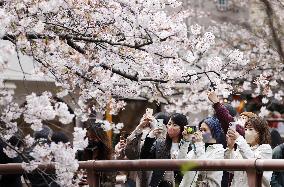 Cherry blossom viewing in Tokyo