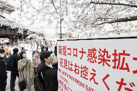 Cherry blossom viewing in Tokyo