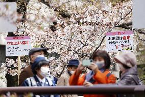 Cherry blossom viewing in Tokyo