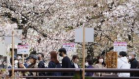 Cherry blossom viewing in Tokyo