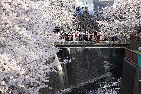 Cherry blossom viewing in Tokyo