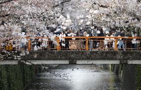 Cherry blossom viewing in Tokyo