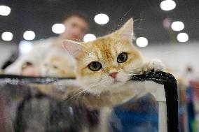 RUSSIA-MOSCOW-CAT SHOW