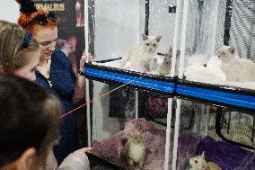 RUSSIA-MOSCOW-CAT SHOW