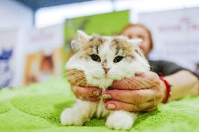 RUSSIA-MOSCOW-CAT SHOW