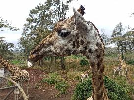 KENYA-NAIROBI-GIRAFFE CENTER-TOURISM
