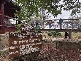 KENYA-NAIROBI-GIRAFFE CENTER-TOURISM