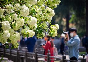 #CHINA-SPRING-LIFE(CN)