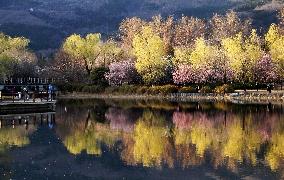 CHINA-SPRING-SCENERY (CN)