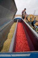 CHINA-XINJIANG-SPRING FARMING (CN)