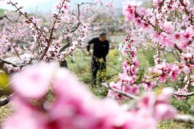 #CHINA-SPRING-QINGMING-FARMING (CN)