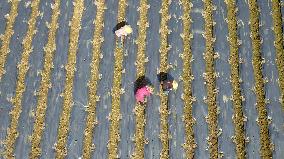 #CHINA-SPRING-QINGMING-FARMING (CN)