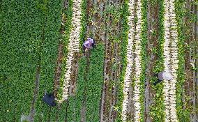 #CHINA-SPRING-QINGMING-FARMING (CN)