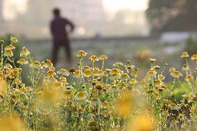 #CHINA-SPRING-QINGMING-FARMING (CN)