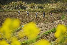 #CHINA-SPRING-QINGMING-FARMING (CN)