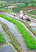 #CHINA-SPRING-QINGMING-FARMING (CN)