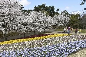 Cherry blossoms and pansies at flower park in western Japan