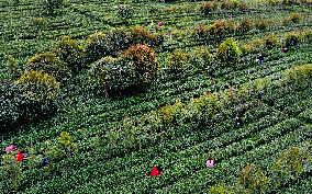 CHINA-SHAANXI-PINGLI-TEA INDUSTRY (CN)