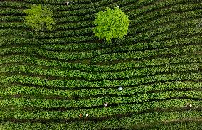 CHINA-SHAANXI-PINGLI-TEA INDUSTRY (CN)