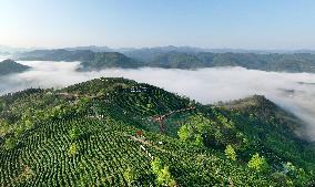 CHINA-SHAANXI-PINGLI-TEA INDUSTRY (CN)