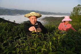 CHINA-SHAANXI-PINGLI-TEA INDUSTRY (CN)
