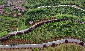 CHINA-SHAANXI-PINGLI-TEA INDUSTRY (CN)