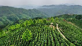 CHINA-SHAANXI-PINGLI-TEA INDUSTRY (CN)