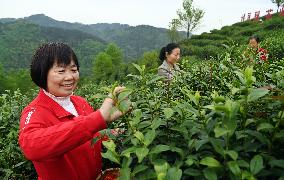 CHINA-SHAANXI-PINGLI-TEA INDUSTRY (CN)