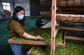 CHINA-SHAANXI-PINGLI-TEA INDUSTRY (CN)